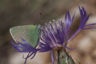 Nahvan Zmrt (Callophrys danchenkoi)