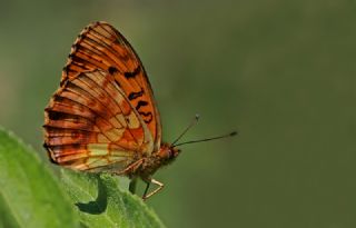 Brtlen Brentisi (Brenthis daphne)