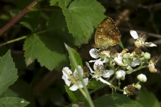 Brtlen Brentisi (Brenthis daphne)