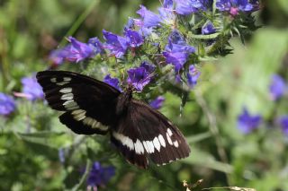 Kara Murat (Brintesia  circe)