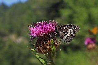 Kara Murat&nbsp;(Brintesia &nbsp;circe)