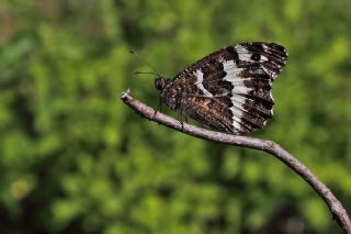 Kara Murat (Brintesia  circe)