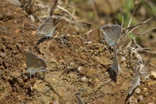 okgzl Meneke Mavisi (Polyommatus thersites)