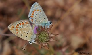 okgzl Meneke Mavisi (Polyommatus thersites)