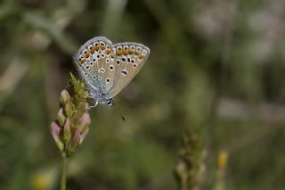 okgzl Meneke Mavisi (Polyommatus thersites)