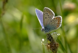 okgzl Meneke Mavisi (Polyommatus thersites)