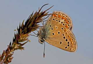 okgzl Meneke Mavisi (Polyommatus thersites)