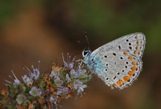 okgzl Meneke Mavisi (Polyommatus thersites)