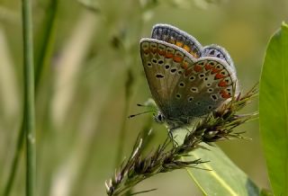 okgzl Meneke Mavisi (Polyommatus thersites)