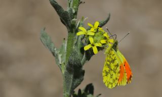Ssl Damone (Anthocharis damone)