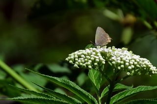 Minik Sevbeni (Satyrium acaciae)