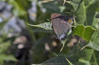 Minik Sevbeni&nbsp;(Satyrium&nbsp;acaciae)