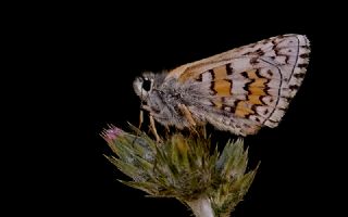 Sar Bandl Zpzp (Pyrgus sidae)