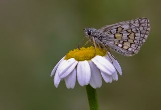 Sar Bandl Zpzp (Pyrgus sidae)