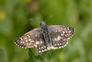 Sarbandl Zpzp (Pyrgus sidae)