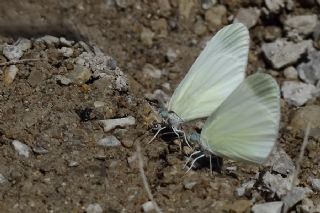 Doulu Narin Orman Beyaz (Leptidea duponcheli)