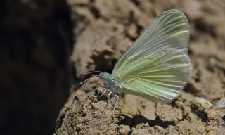 Doulu Narin Orman Beyaz (Leptidea duponcheli)