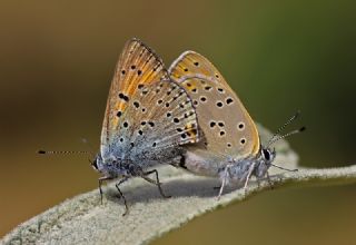 Ate Bakr Gzeli (Lycaena candens)