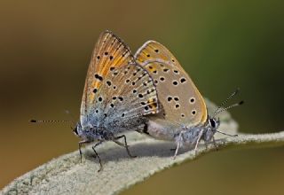 Ate Bakr Gzeli (Lycaena candens)