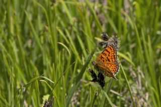 Trkistan parhan (Melitaea arduinna)