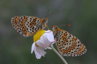 Trkistan parhan (Melitaea arduinna)