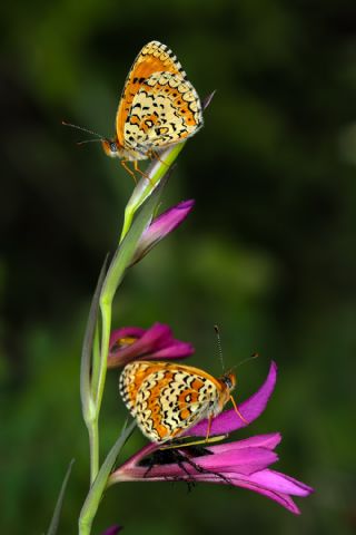 Trkistan parhan (Melitaea arduinna)