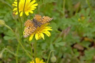 Trkistan parhan (Melitaea arduinna)