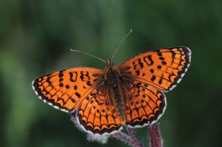 Trkistan parhan (Melitaea arduinna)