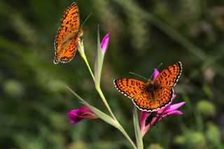 Trkistan parhan (Melitaea arduinna)