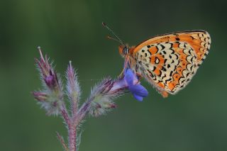 Trkistan parhan (Melitaea arduinna)