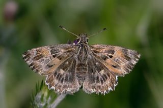 Hatmi Zpzp (Carcharodus alceae)