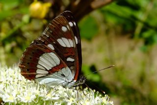 Akdeniz Hanmeli Kelebei (Limenitis reducta)