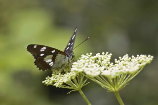 Akdeniz Hanmeli Kelebei (Limenitis reducta)