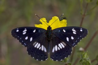 Akdeniz Hanmeli Kelebei (Limenitis reducta)