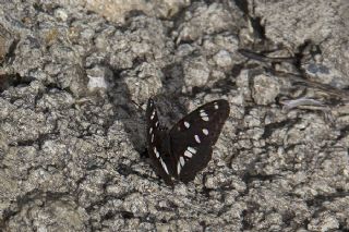 Akdeniz Hanmeli Kelebei (Limenitis reducta)
