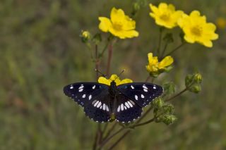 Akdeniz Hanmeli Kelebei (Limenitis reducta)