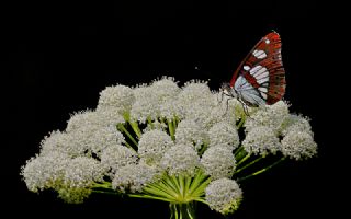 Akdeniz Hanmeli Kelebei (Limenitis reducta)