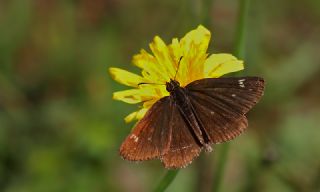 Beyaz Benekli Zpzp (Heteropterus morpheus)