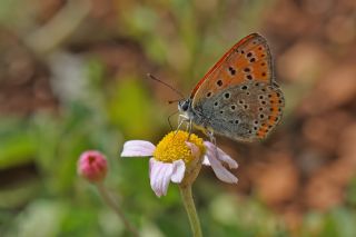 Kk Ate Gzeli (Lycaena thersamon)