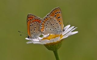 Kk Ate Gzeli (Lycaena thersamon)