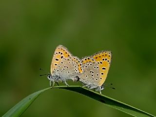 Kk Ate Gzeli (Lycaena thersamon)