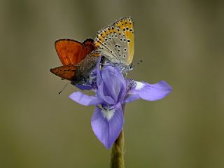 Kk Ate Gzeli (Lycaena thersamon)