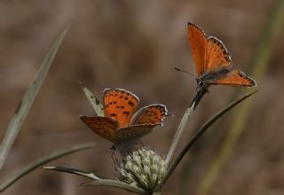 Kk Ate Gzeli (Lycaena thersamon)