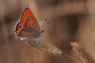 Kk Ate Gzeli (Lycaena thersamon)