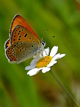 Kk Ate Gzeli (Lycaena thersamon)