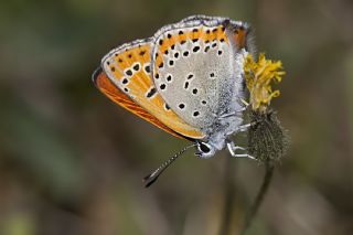 K���k Ate� G�zeli&nbsp;(Lycaena&nbsp;thersamon)
