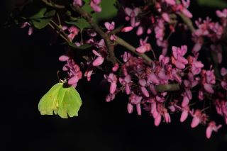 Orakkanat (Gonepteryx rhamni)