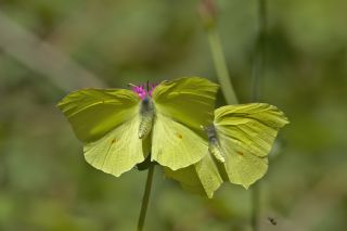 Orakkanat (Gonepteryx rhamni)