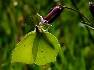 Orakkanat (Gonepteryx rhamni)