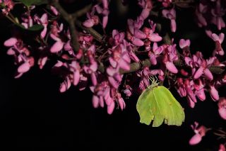 Orakkanat (Gonepteryx rhamni)